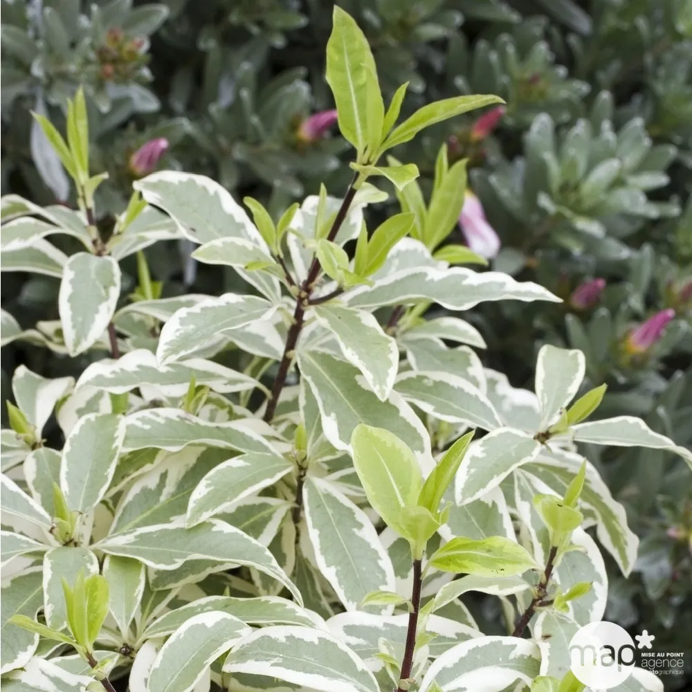 Pittosporum Eugenioides Variegatum: C15L